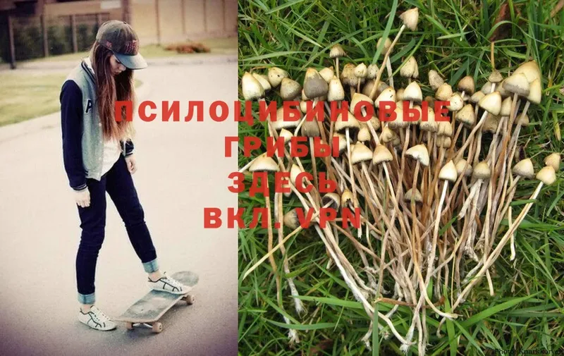 Галлюциногенные грибы Psilocybe  Краснозаводск 